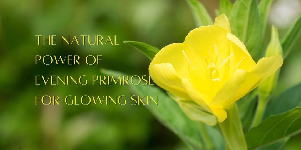 Evening Primrose flower used in natural skincare products